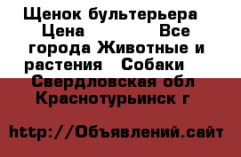 Щенок бультерьера › Цена ­ 35 000 - Все города Животные и растения » Собаки   . Свердловская обл.,Краснотурьинск г.